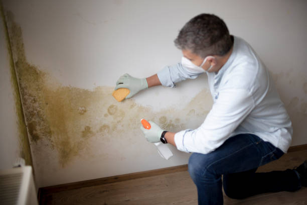 Best Airborne Mold Testing  in Norristown, PA